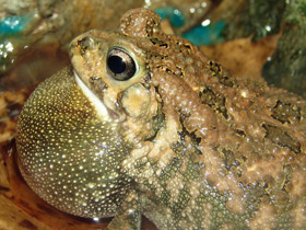 Смотреть фото Красноногая ботсванская жаба Фото Красноногая ботсванская жаба