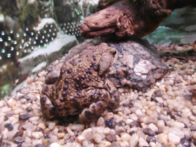 Смотреть фото Талышская жаба Фото Талышская жаба