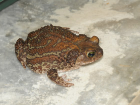 Фото Карибская жаба