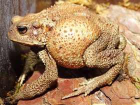 Красноглазая квакша Красноглазая квакша