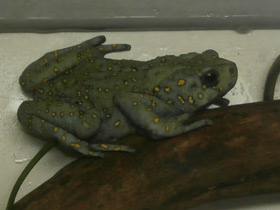 Смотреть фото Желтопятнистая жаба Фото Желтопятнистая жаба