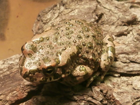 Смотреть фото Зелёная жаба Фото Зелёная жаба