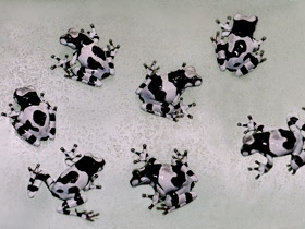 Смотреть фото Жабовидная квакша Фото Жабовидная квакша