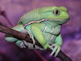 Смотреть фото Чакская филломедуза Фото Чакская филломедуза