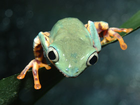 Оранжевобокая филломедуза Оранжевобокая филломедуза