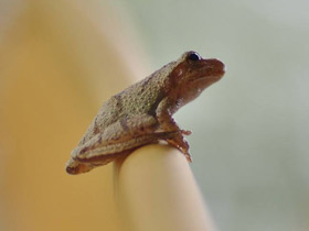 Фото Свистящая квакша