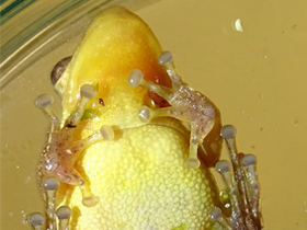 Смотреть фото Темнополосая квакша Фото Темнополосая квакша