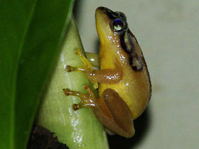 Смотреть фото Окаймлённая тростянка Фото Окаймлённая тростянка