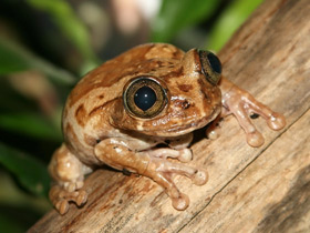 Смотреть фото Танзанийская древесница Фото Танзанийская древесница