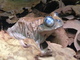 Смотреть фото Танзанийская древесница Фото Танзанийская древесница