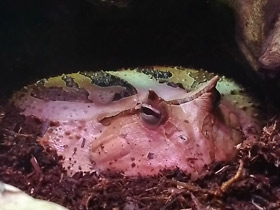 Смотреть фото Амазонская рогатка Фото Амазонская рогатка