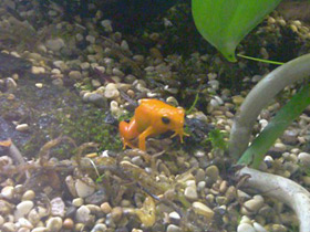 Смотреть фото Золотая мантелла Фото Золотая мантелла