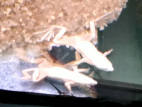 Смотреть фото Когтеносец Бёттгера Фото Когтеносец Бёттгера