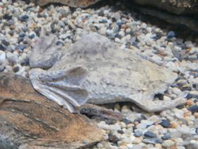 Смотреть фото Суринамская пипа Фото Суринамская пипа