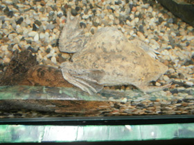 Смотреть фото Суринамская пипа Фото Суринамская пипа