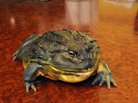 Смотреть фото Африканская роющая лягушка Фото Африканская роющая лягушка