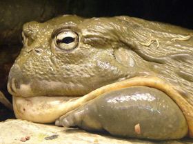 Смотреть фото Африканская роющая лягушка Фото Африканская роющая лягушка
