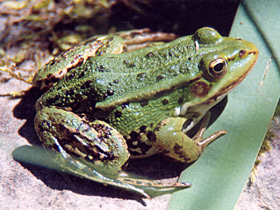 Смотреть фото Легенда о змеином гипнозе Фото Легенда о змеином гипнозе