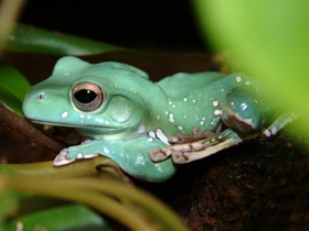 Исполинский веслоног Исполинский веслоног