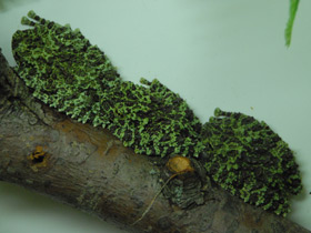 Смотреть фото Лишаистый бородавчатый веслоног Фото Лишаистый бородавчатый веслоног