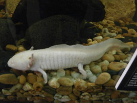 Смотреть фото Мексиканская амбистома Фото Мексиканская амбистома