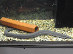 Смотреть фото Трехпалая амфиума Фото Трехпалая амфиума