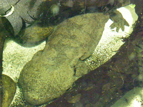 Фото Китайская исполинская саламандра