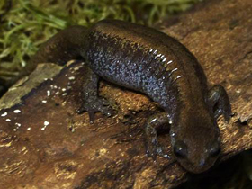 Фото Сибирский углозуб