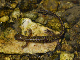 Смотреть фото Уссурийский когтистый тритон Фото Уссурийский когтистый тритон