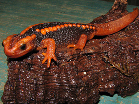 Фото Императорский тритон