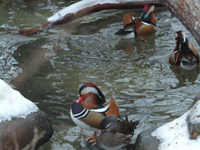 Смотреть фото Мандаринка Фото Мандаринка