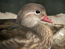 Фото Мандаринка: утка для Петра и Февронии