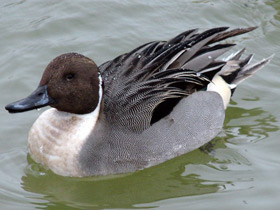 Смотреть фото Шилохвость Фото Шилохвость