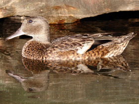 Смотреть фото Косатка Фото Косатка