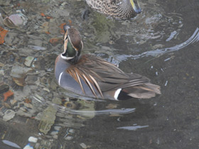 Смотреть фото Чирок-клоктун Фото Чирок-клоктун