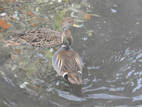 Смотреть фото Чирок-клоктун Фото Чирок-клоктун