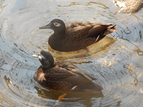 Фото Лайсанский чирок