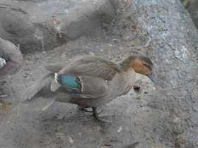 Смотреть фото Филиппинская кряква Фото Филиппинская кряква