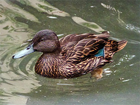 Смотреть фото Мадагаскарская кряква Фото Мадагаскарская кряква