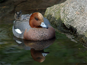 Смотреть фото Свиязь Фото Свиязь