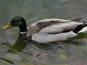 Смотреть фото Утиный стол Фото Утиный стол