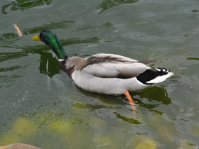 Смотреть фото Утиный стол Фото Утиный стол