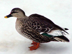 Фото Пестроклювая кряква