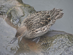 Смотреть фото Чирок-трескунок Фото Чирок-трескунок