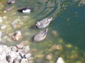 Смотреть фото Серая утка Фото Серая утка