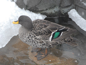 Фото Желтоклювая кряква
