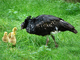 Смотреть фото Рогатая паламедея Фото Рогатая паламедея