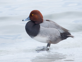 Смотреть фото Американская чернеть Фото Американская чернеть