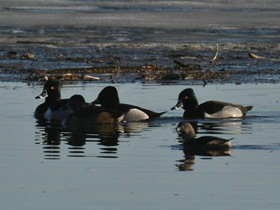 Фото Ошейниковая чернеть