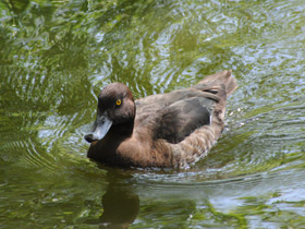 Смотреть фото Красноголовый нырок Фото Красноголовый нырок